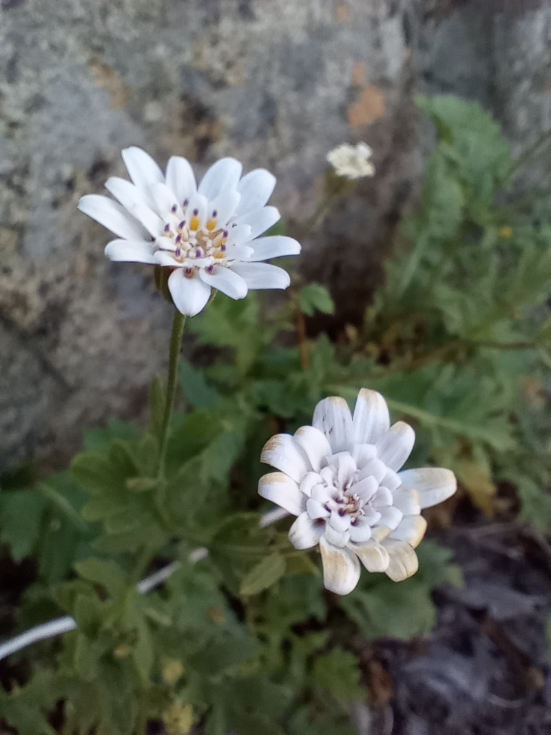 Leucheria cantillanensis photo 5