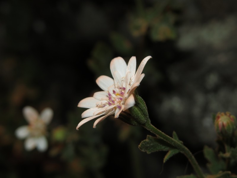 Leucheria cantillanensis photo 6