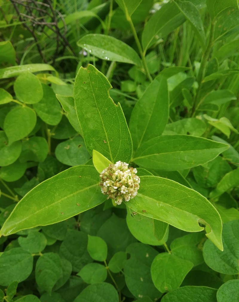 Leucoblepharis subsessilis photo 2