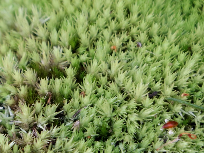 Leucobryum Moss