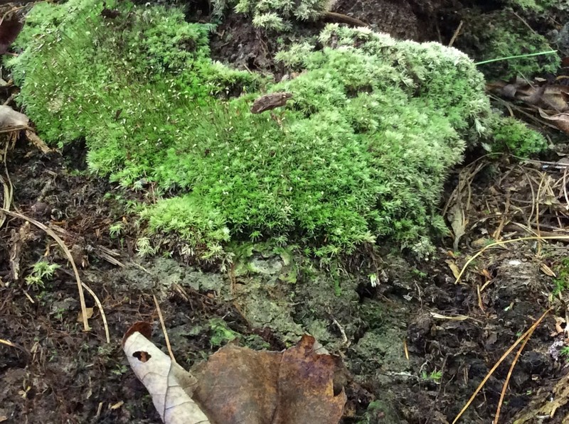 Leucobryum Moss