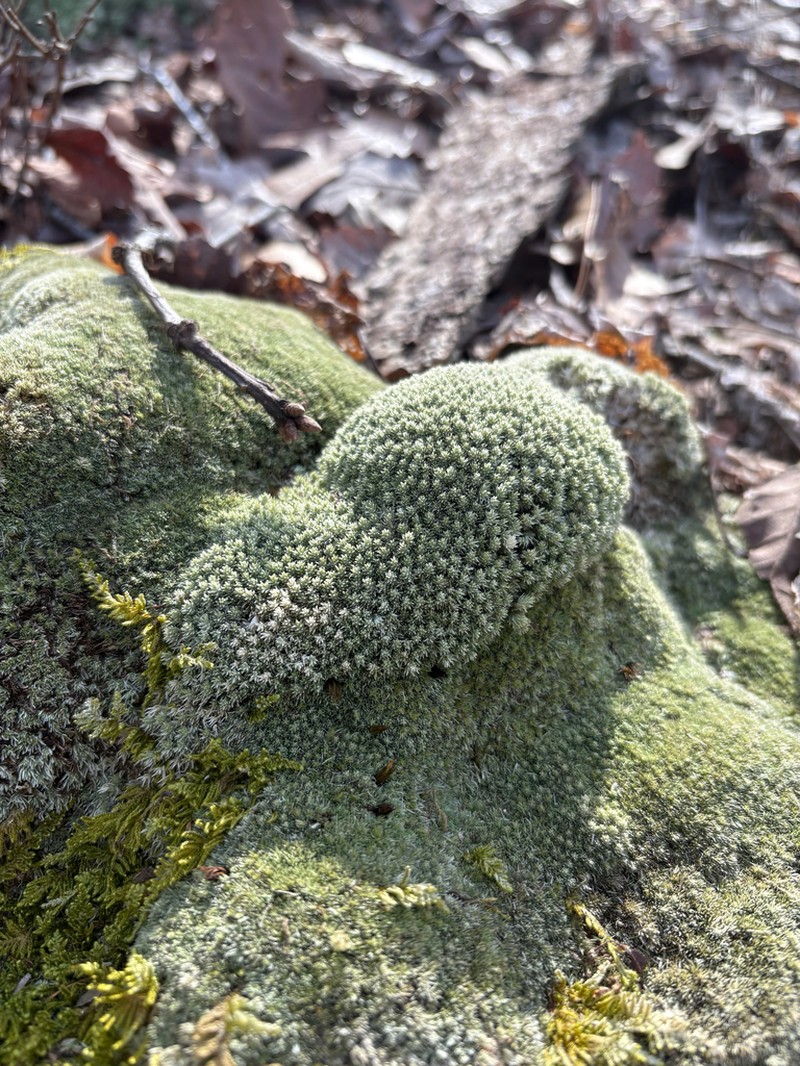 Leucobryum Moss photo 2