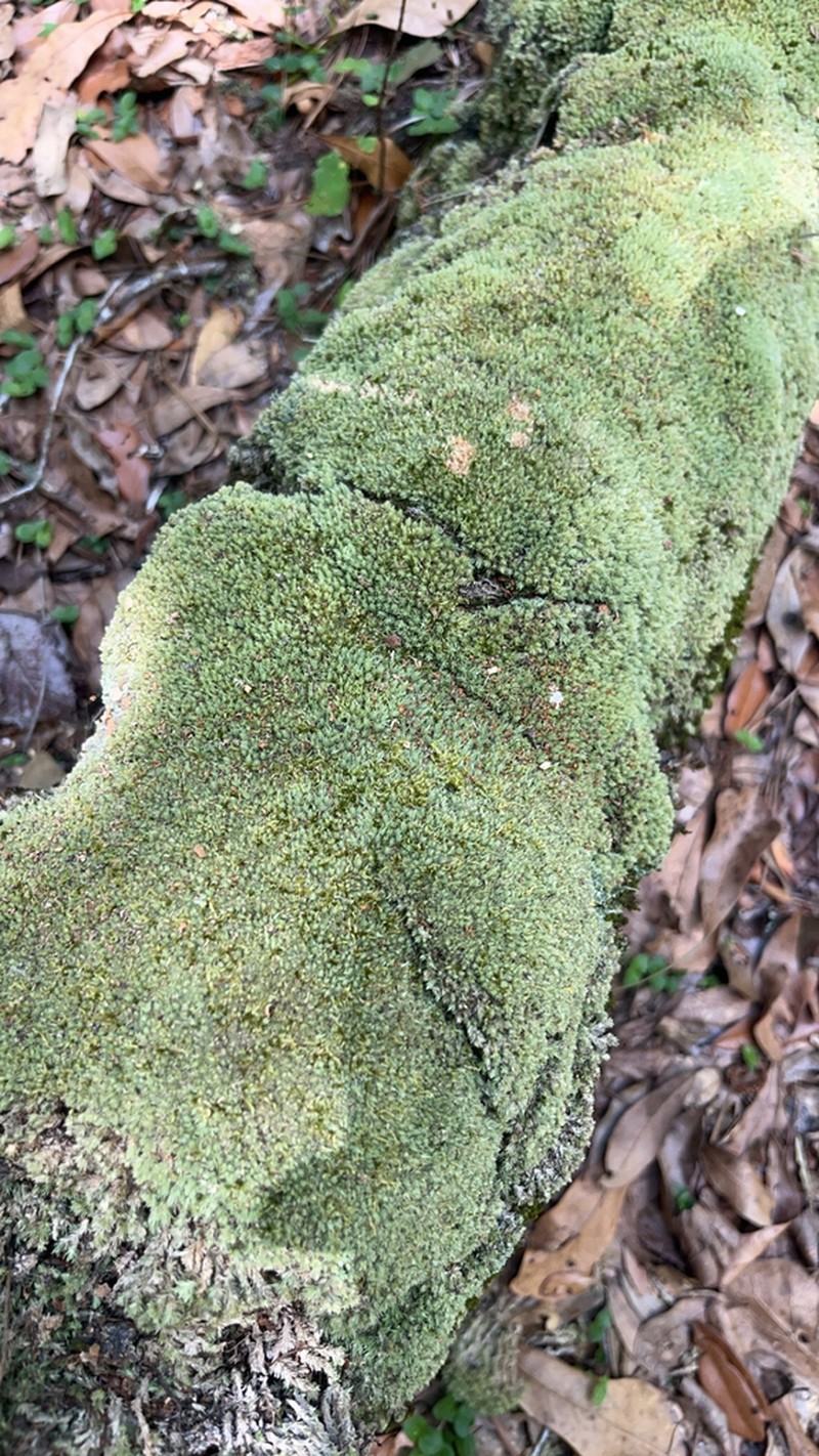 Leucobryum Moss photo 3