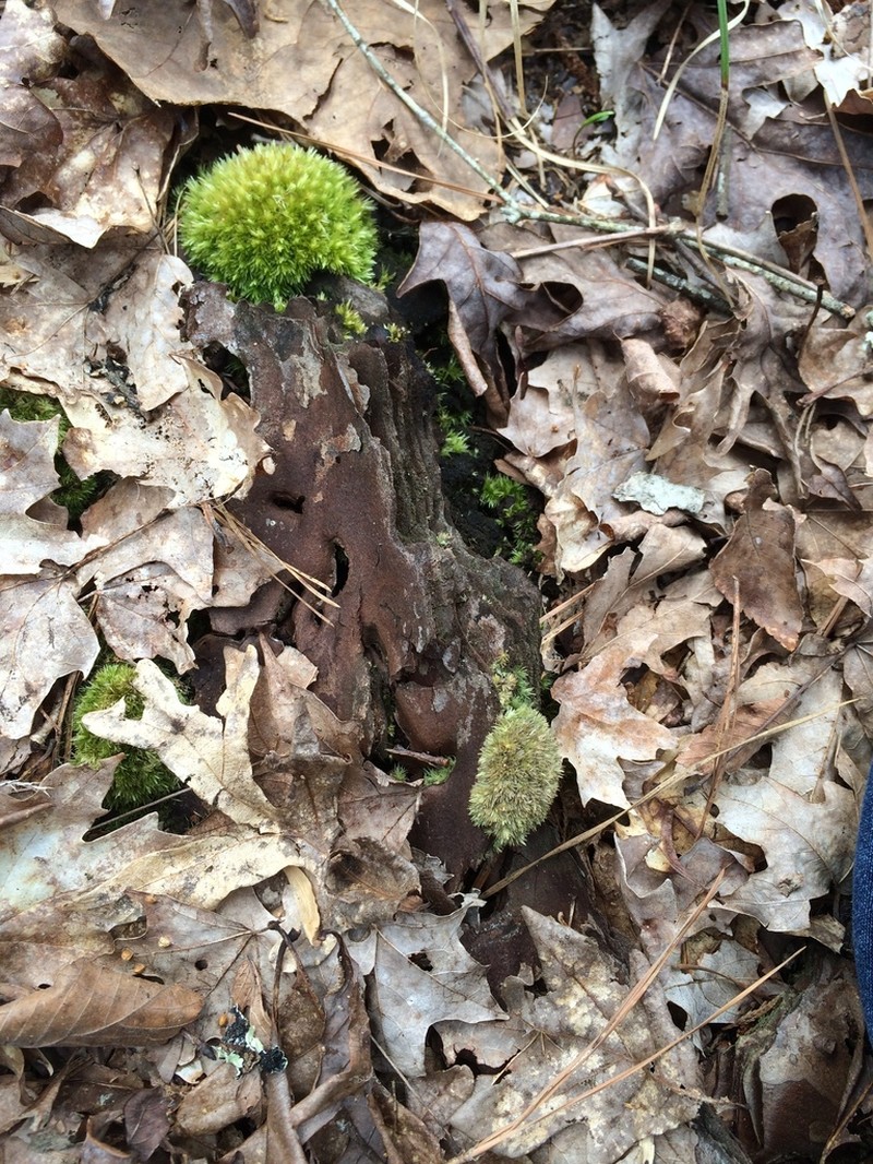 Leucobryum Moss photo 4