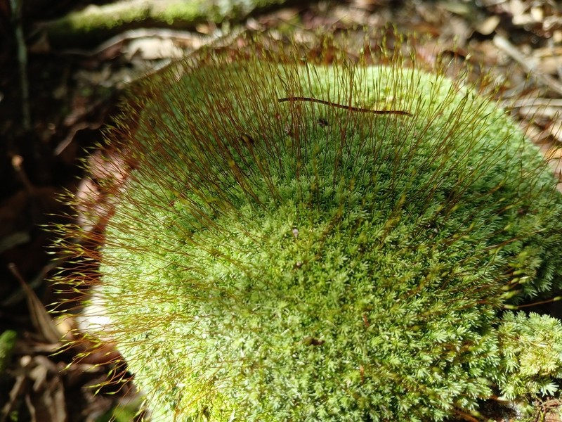 Leucobryum Moss photo 5