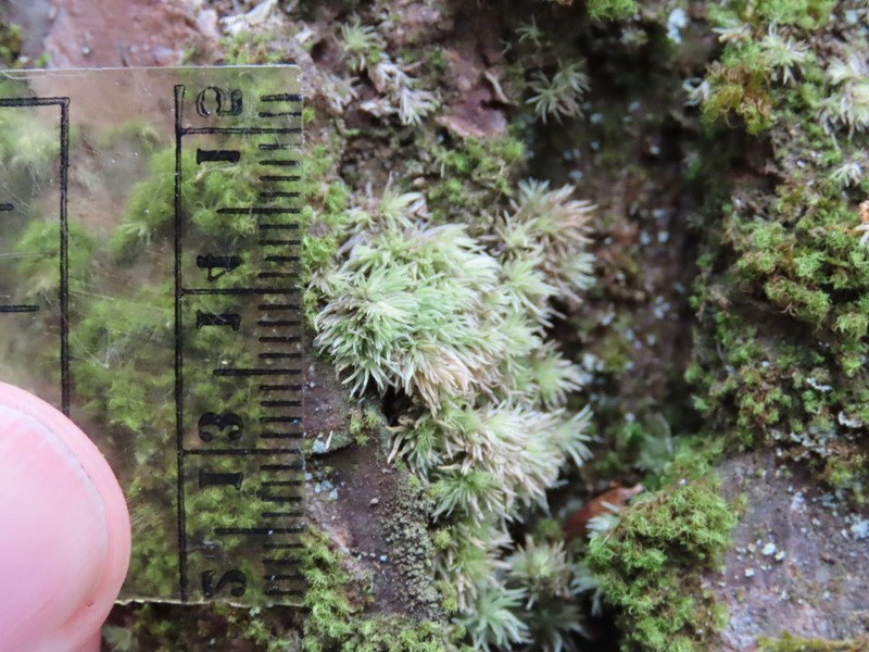 Leucobryum Moss photo 6