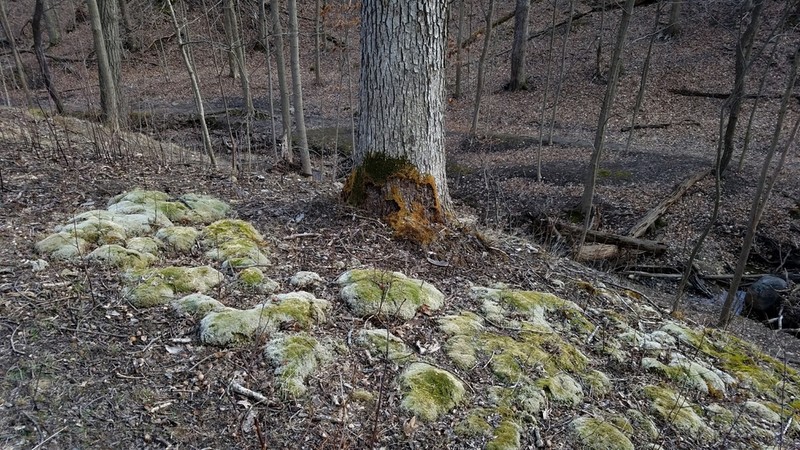 Leucobryum Moss photo 7
