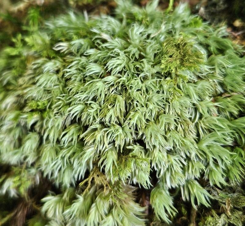 Leucobryum Moss photo 8