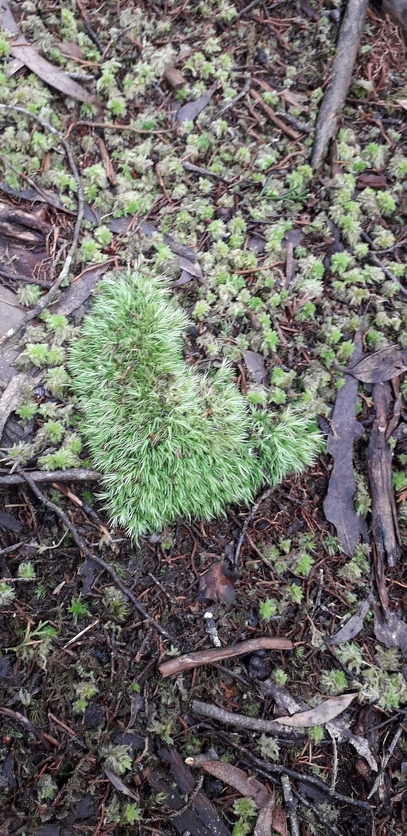 Leucobryum Moss