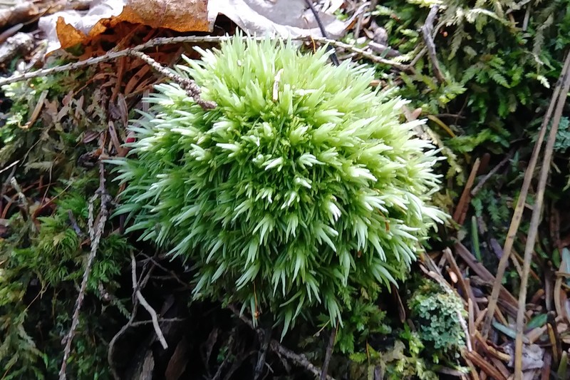 Leucobryum Moss