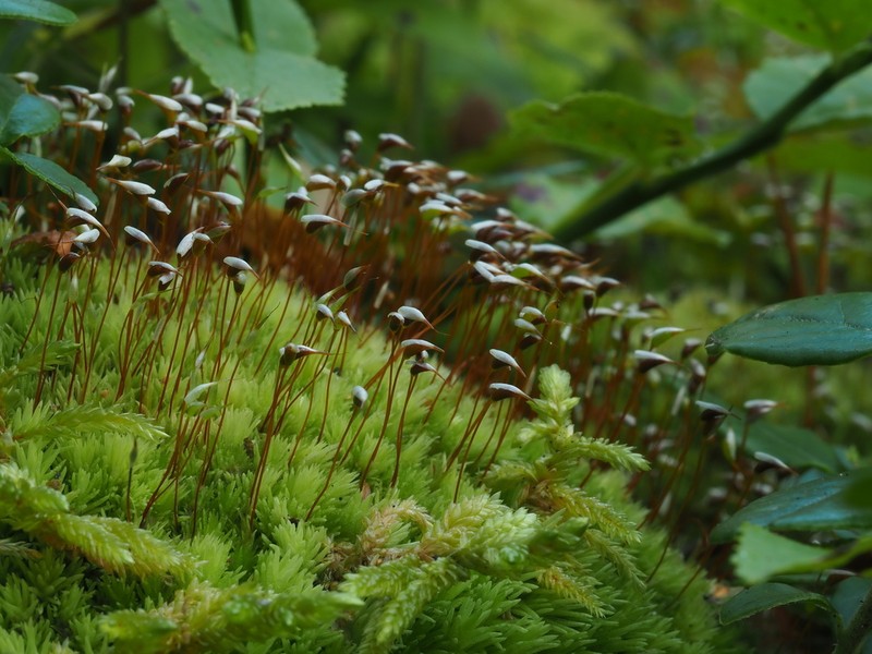 Leucobryum Moss photo 2