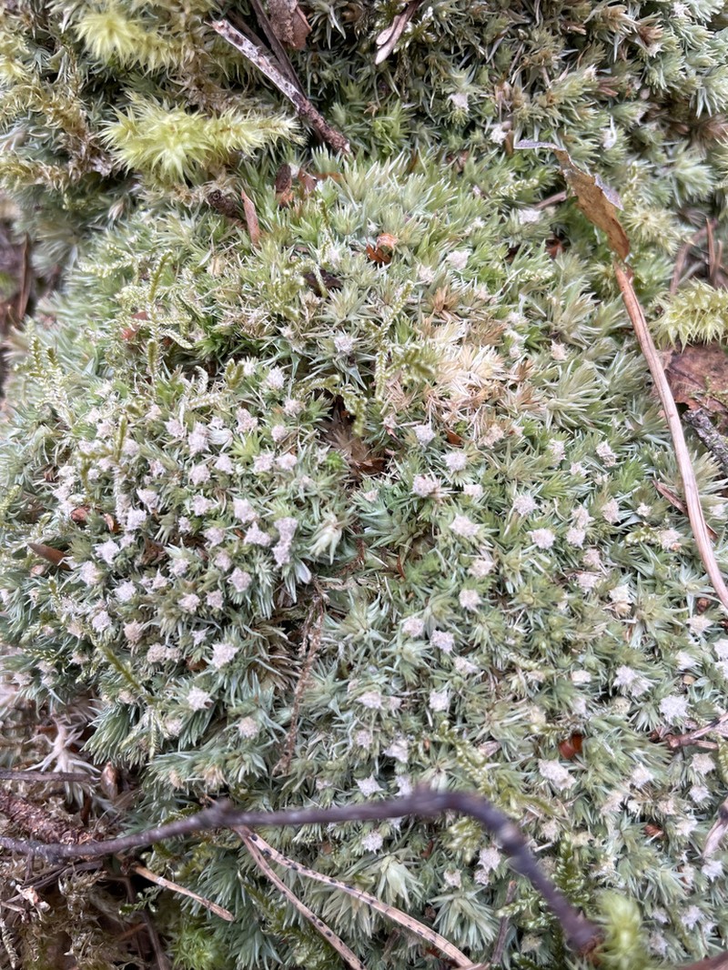Leucobryum Moss photo 3