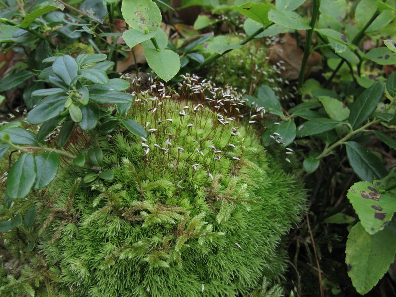 Leucobryum Moss photo 4