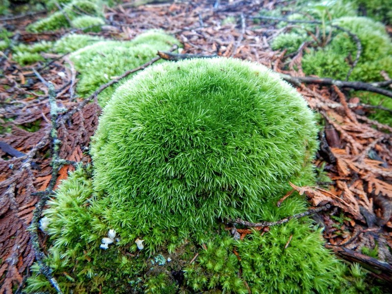 Leucobryum Moss photo 5