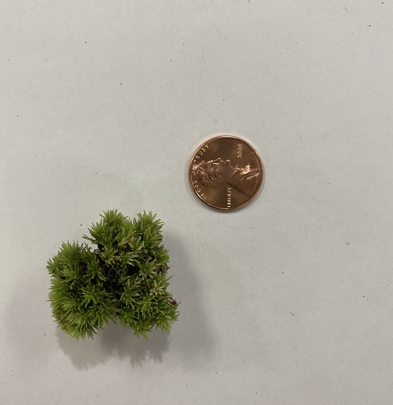 Leucobryum Moss photo 6