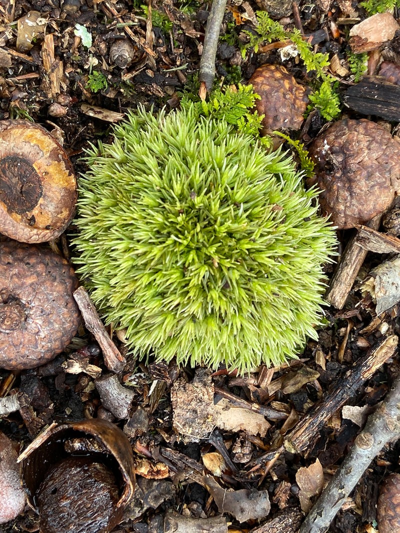 Leucobryum Moss photo 7
