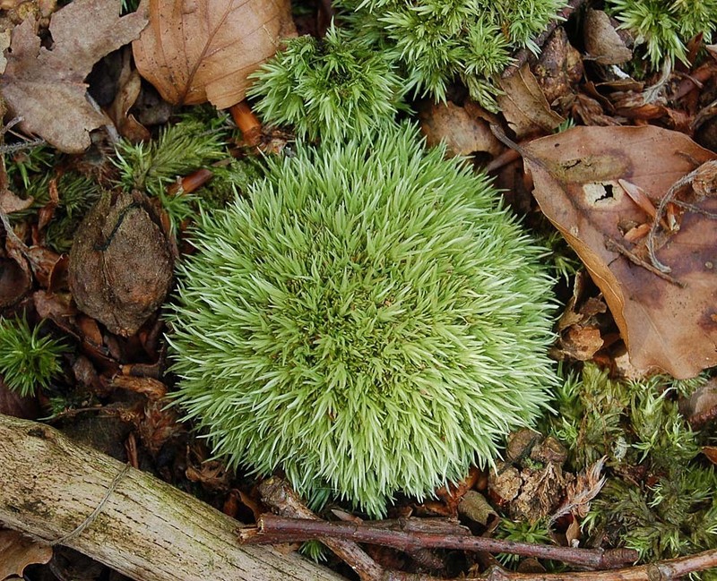 Leucobryum Moss photo 8