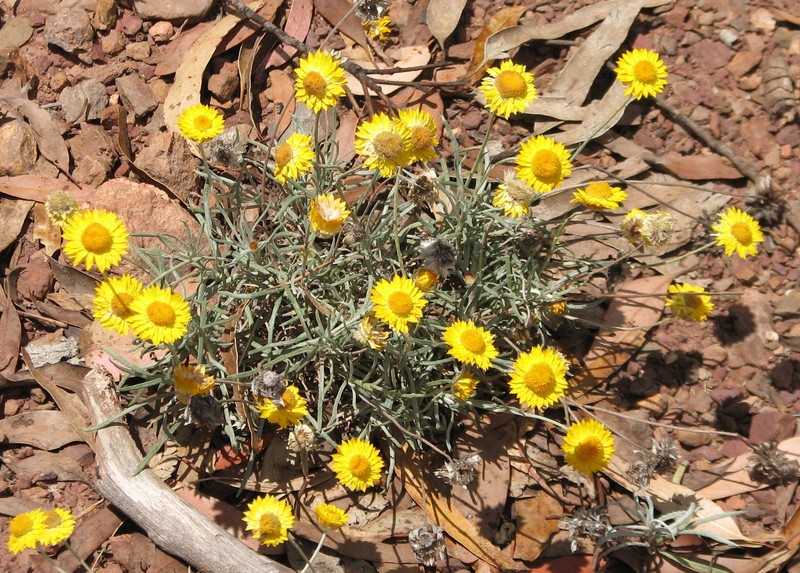 Leucochrysum albicans