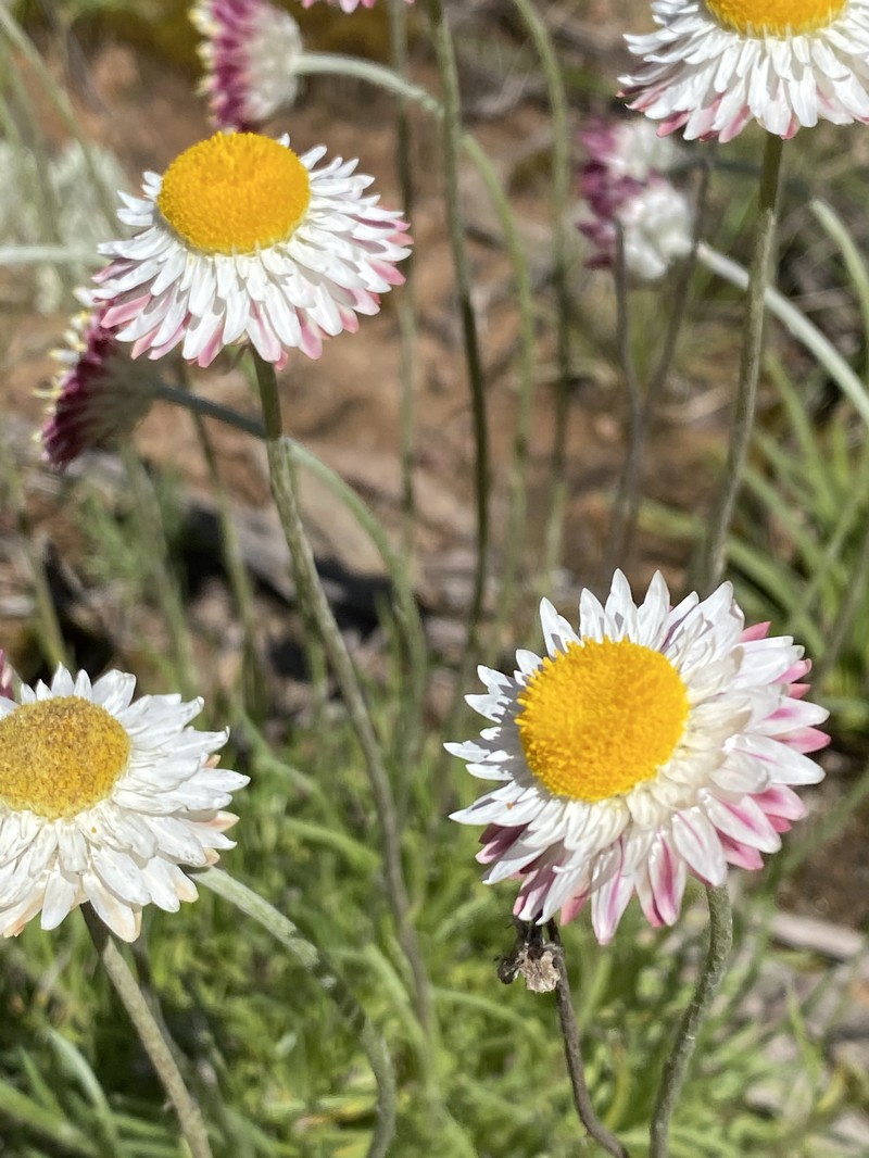 Leucochrysum albicans photo 2