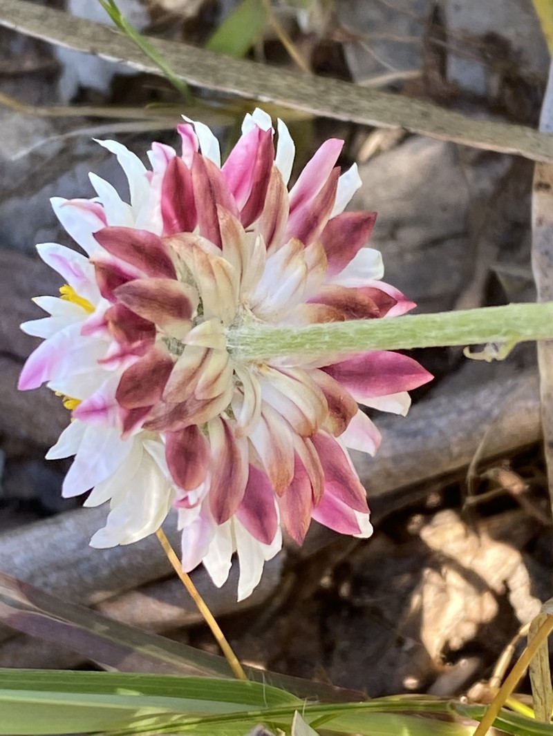 Leucochrysum albicans photo 3