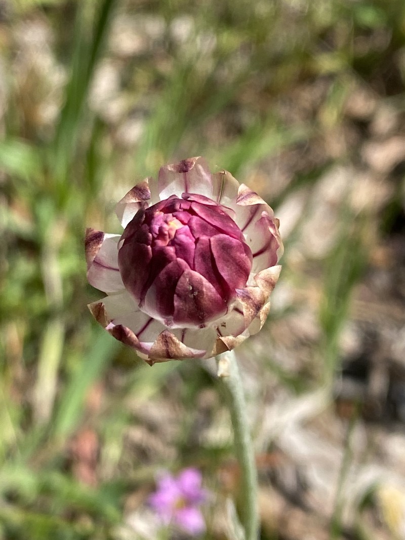 Leucochrysum albicans photo 4