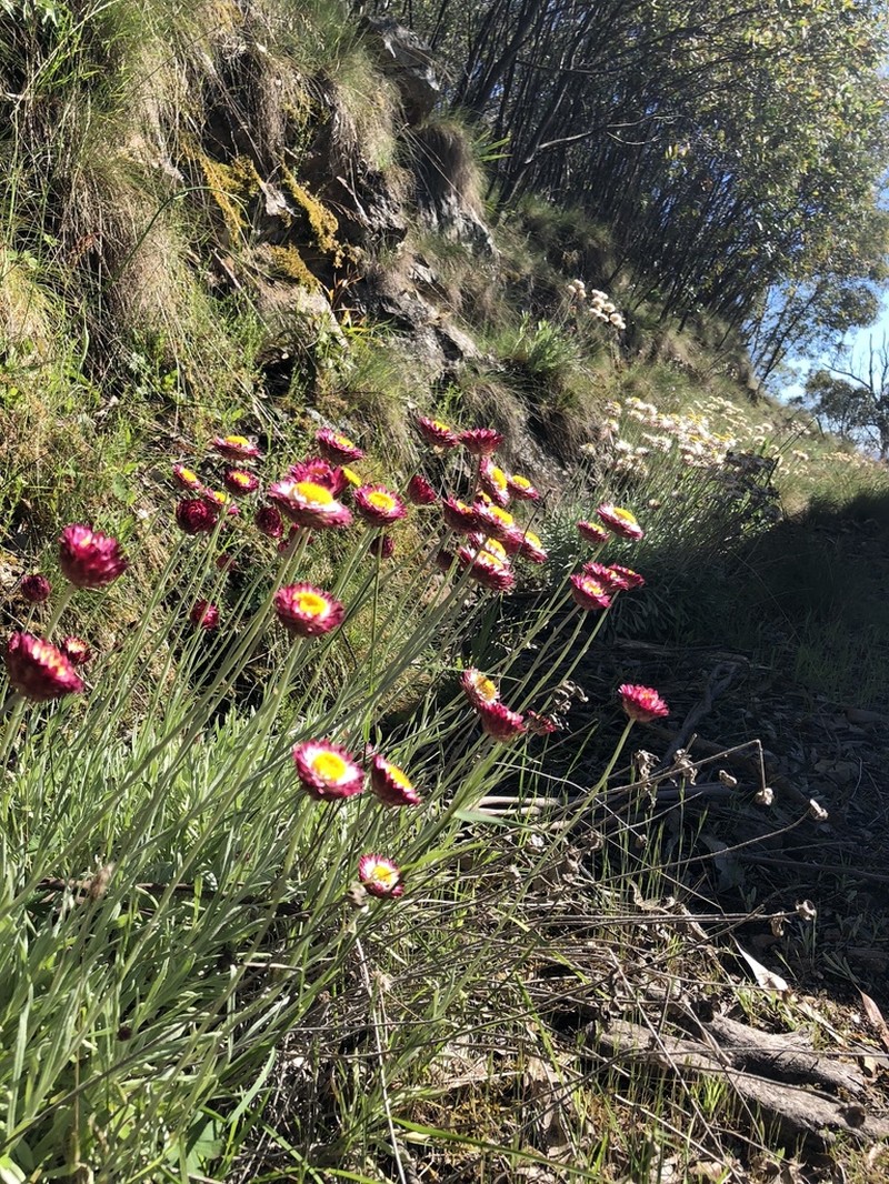 Leucochrysum albicans photo 5