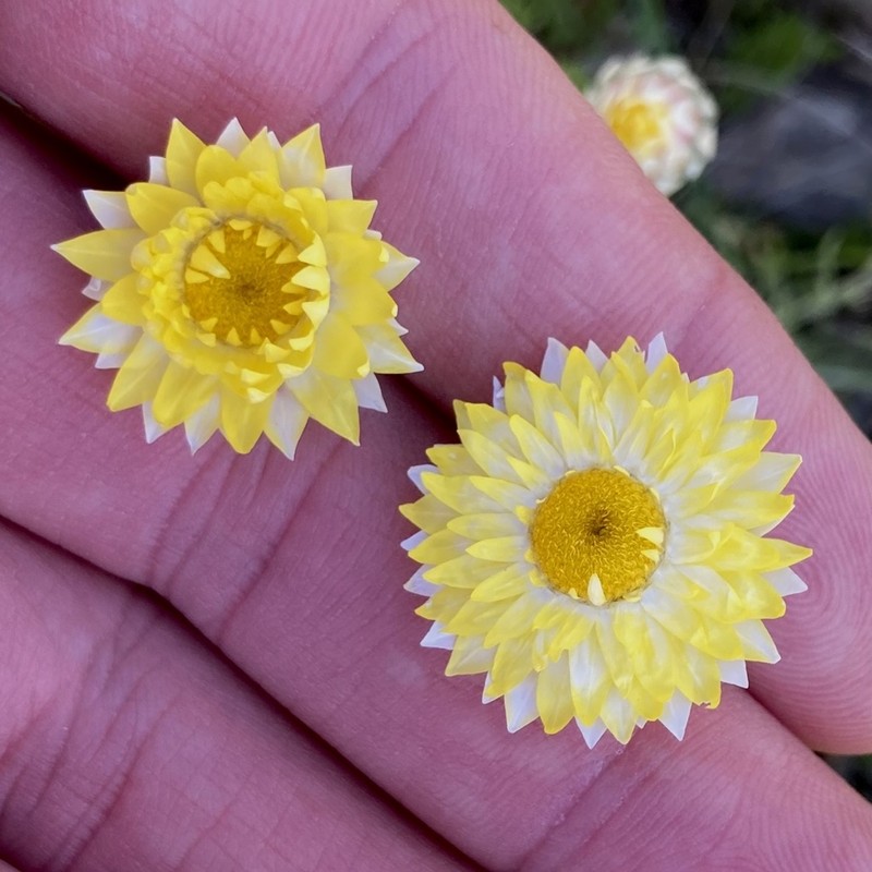 Leucochrysum albicans photo 6