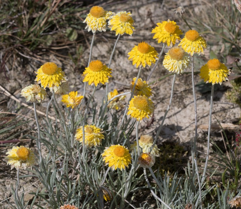 Leucochrysum albicans photo 7