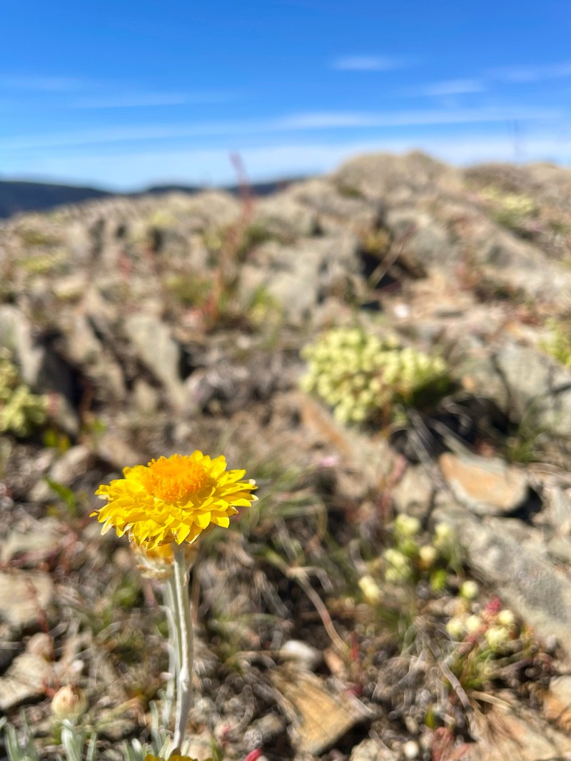 Leucochrysum albicans subsp. albicans