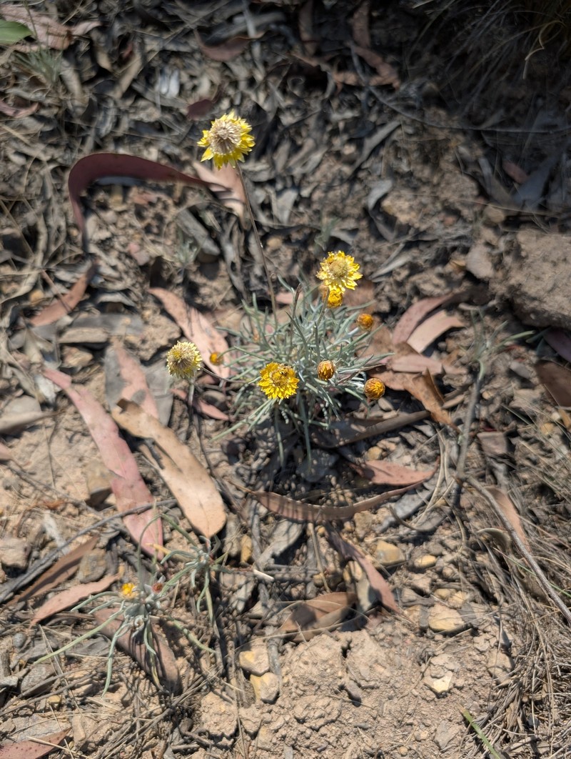 Leucochrysum albicans subsp. albicans photo 2