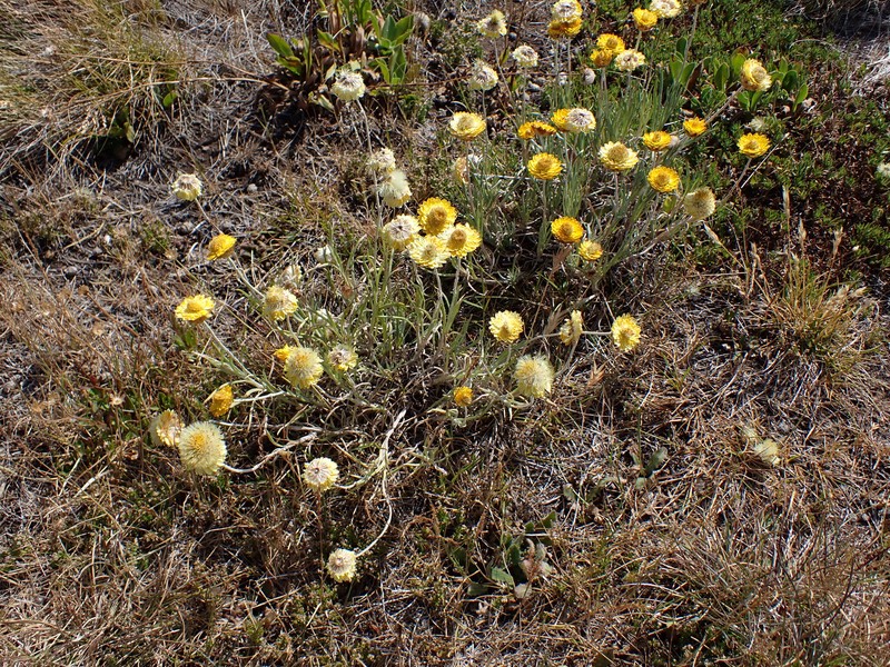 Leucochrysum albicans subsp. albicans photo 3