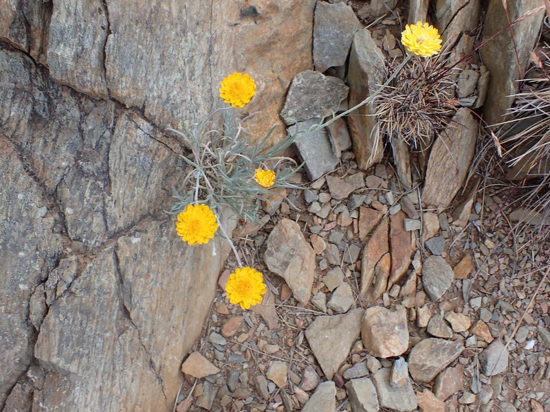 Leucochrysum albicans subsp. albicans photo 4