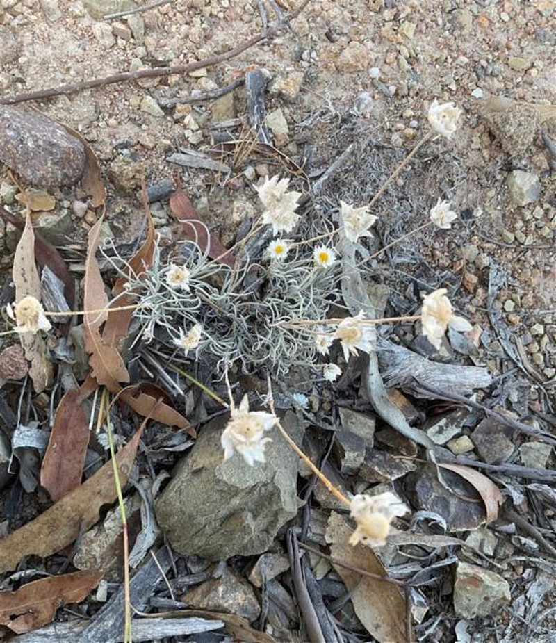 Leucochrysum albicans subsp. tricolor photo 2