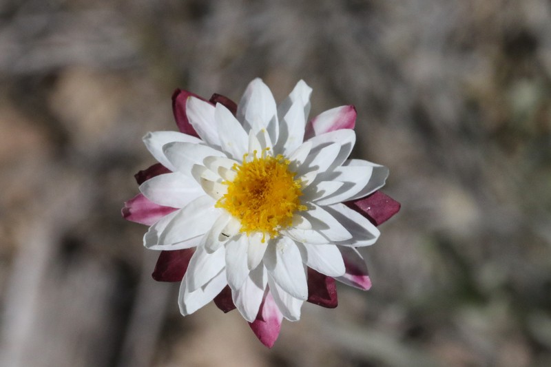 Leucochrysum albicans subsp. tricolor photo 3