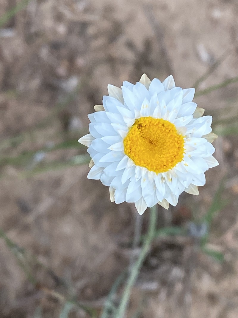 Leucochrysum albicans subsp. tricolor photo 4
