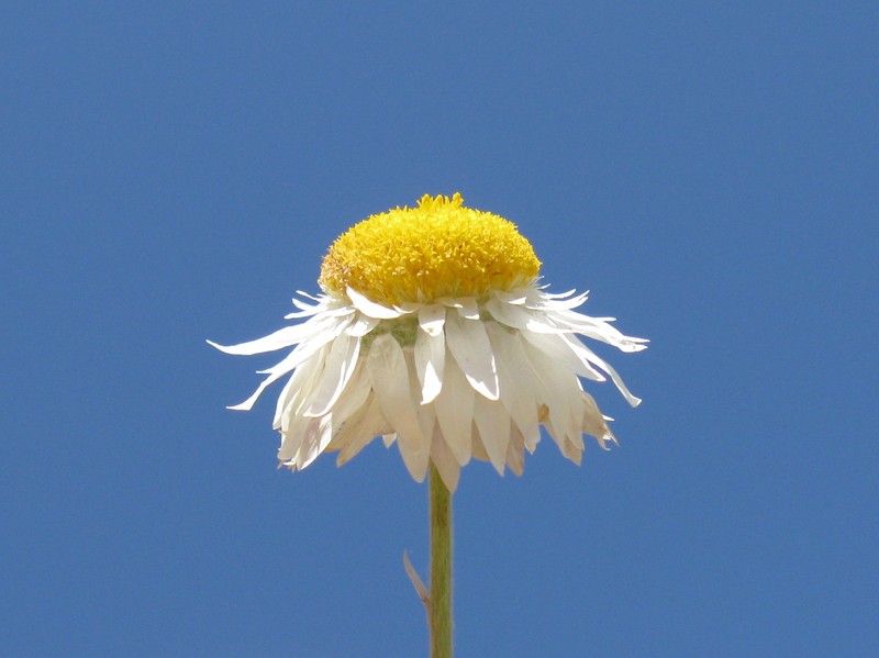 Leucochrysum albicans subsp. tricolor