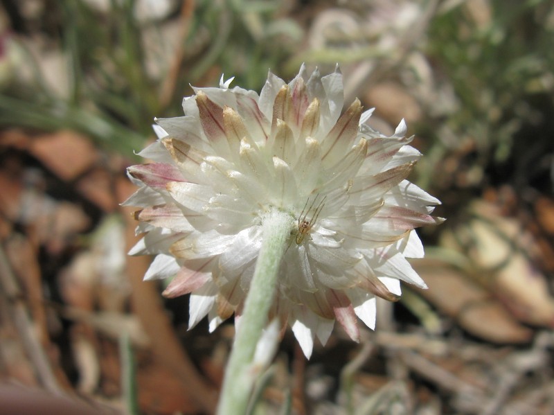Leucochrysum albicans subsp. tricolor photo 5