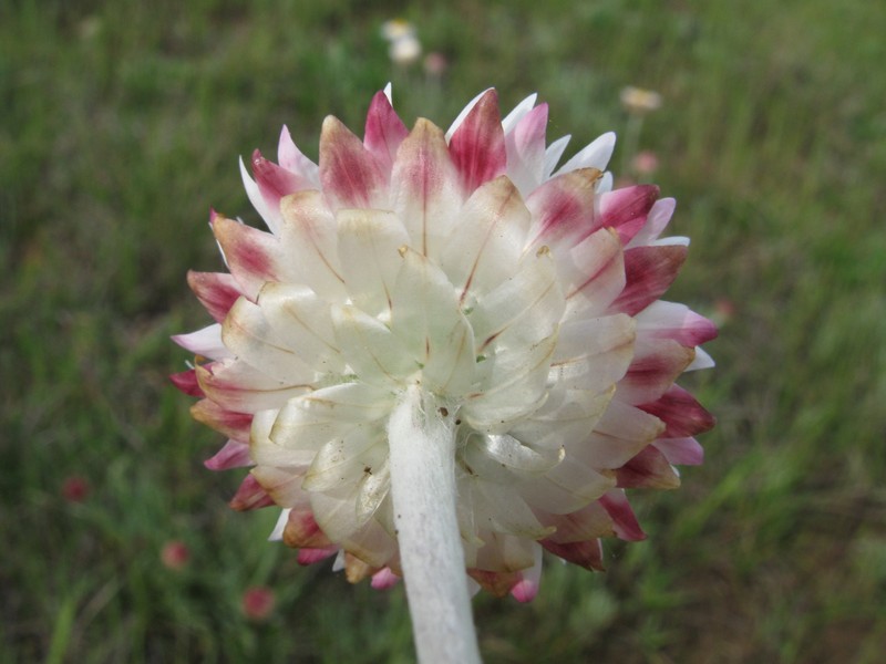 Leucochrysum albicans subsp. tricolor photo 6