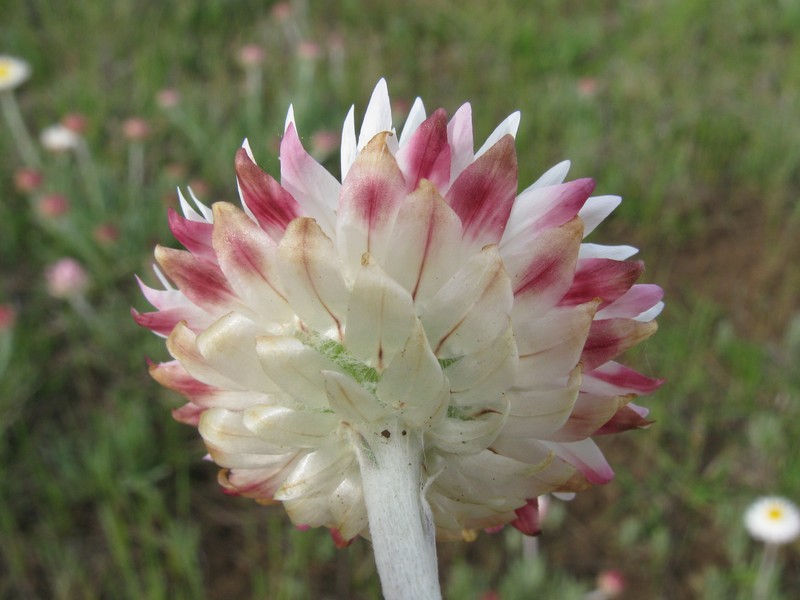 Leucochrysum albicans subsp. tricolor photo 7