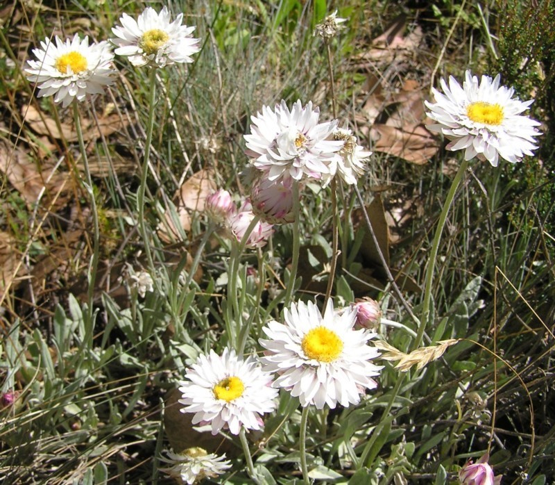 Leucochrysum alpinum