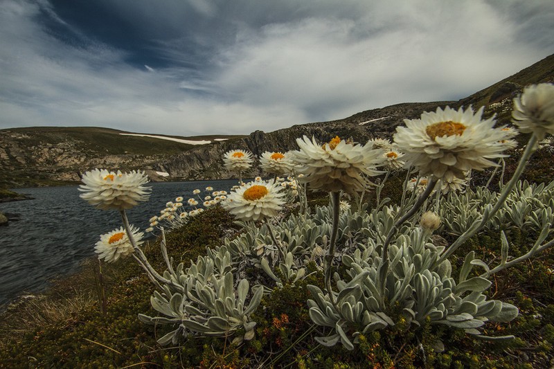 Leucochrysum alpinum photo 2