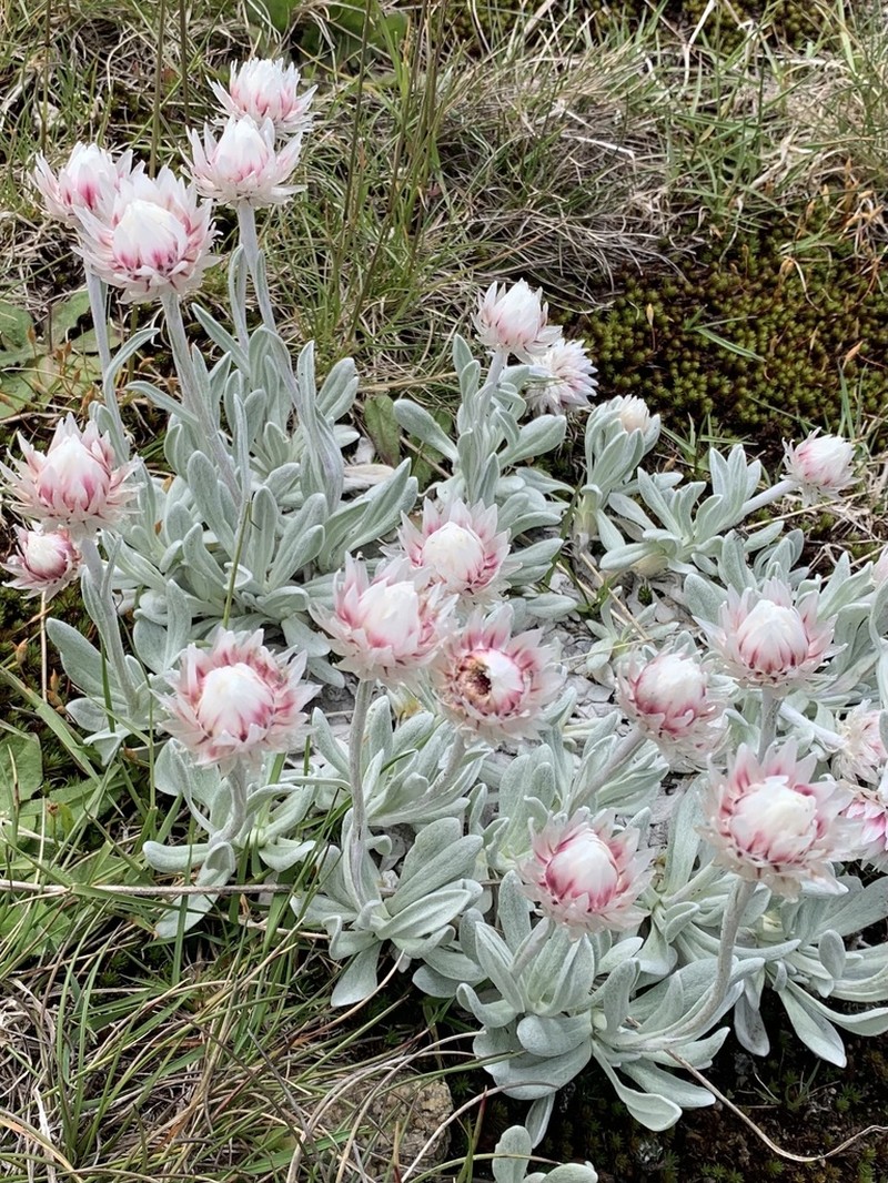 Leucochrysum alpinum photo 3