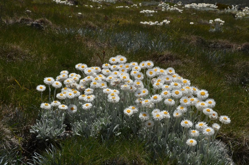 Leucochrysum alpinum photo 4
