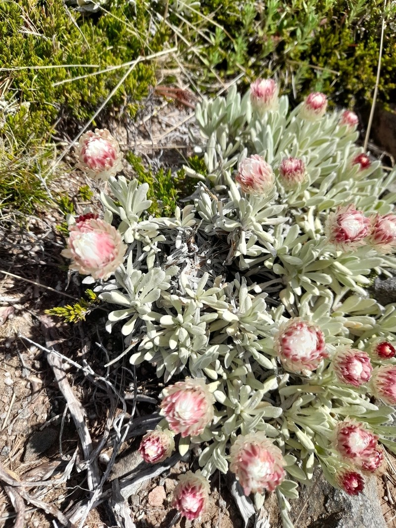 Leucochrysum alpinum photo 5