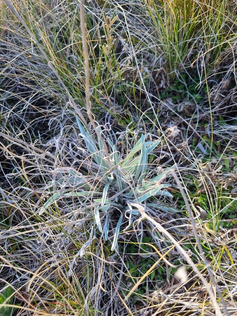 Leucochrysum alpinum photo 6