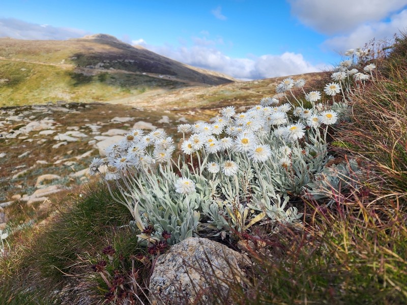 Leucochrysum alpinum photo 7