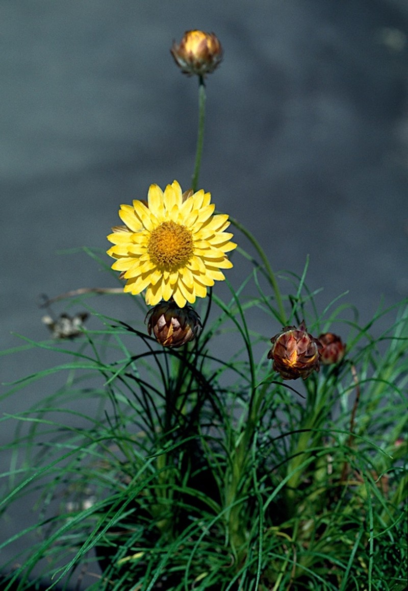 Leucochrysum graminifolium