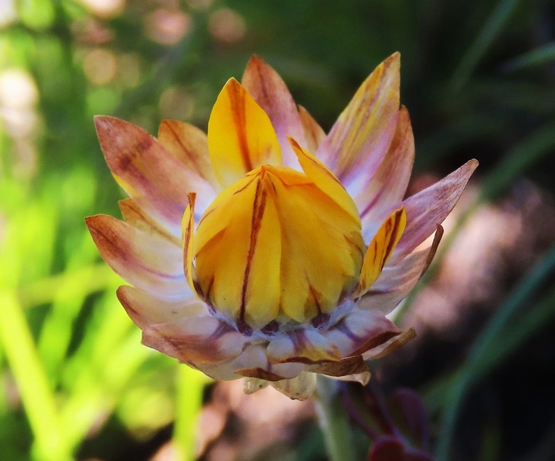 Leucochrysum graminifolium photo 2