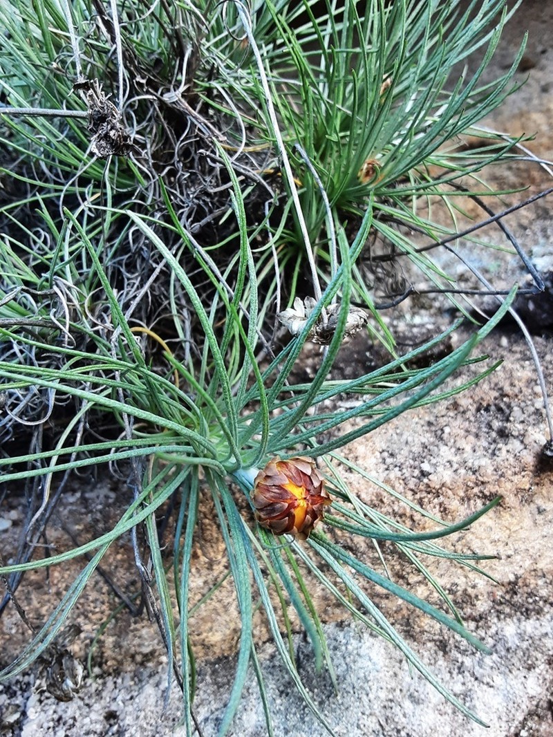 Leucochrysum graminifolium photo 3