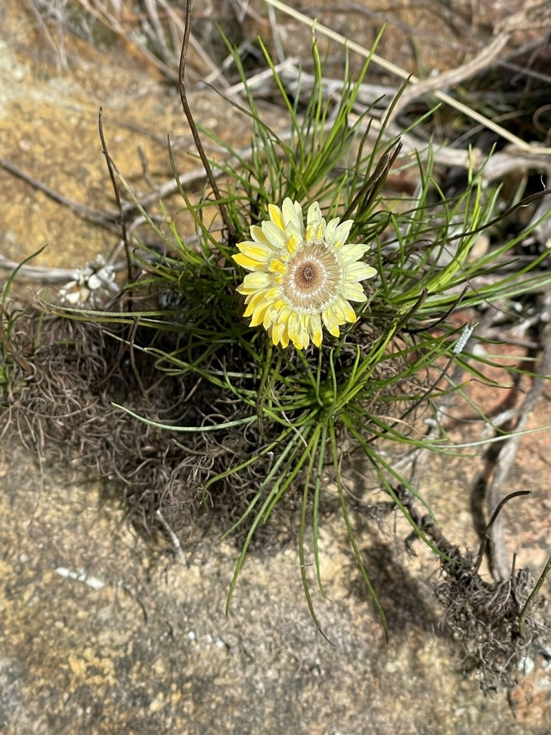 Leucochrysum graminifolium photo 4